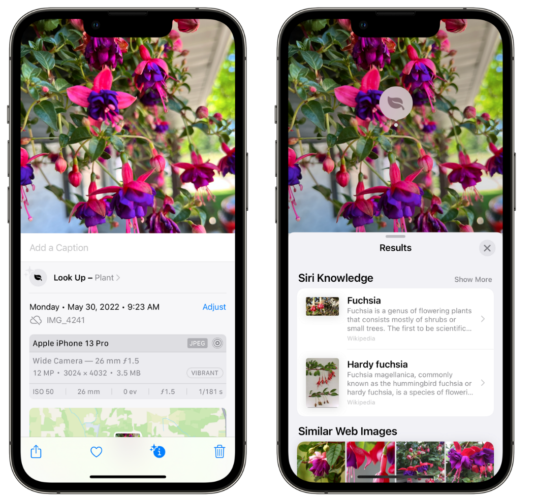 芮城苹果手机维修分享小技巧：使用 iPhone 相机识别花卉植物 